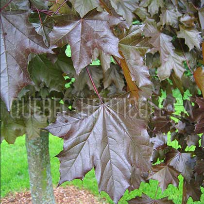 image de Acer platanoides Crimson King