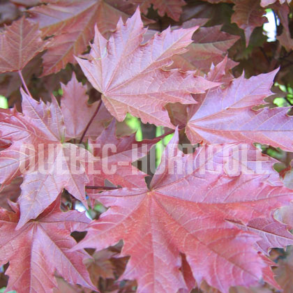 image de Acer platanoides Crimson Sentry