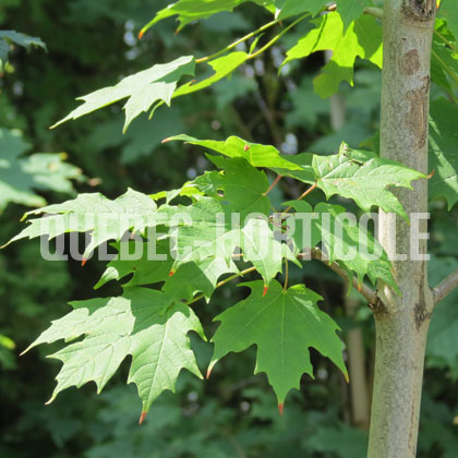 image de Acer saccharum Green Mountain