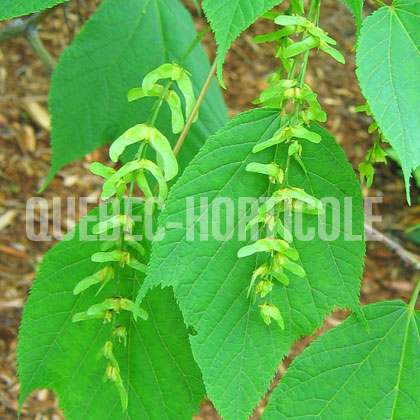 image de Acer pensylvanicum 