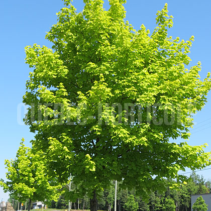 image de Acer platanoides Princeton Gold