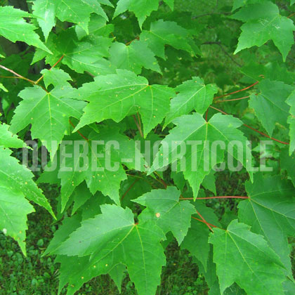 image de Acer rubrum 