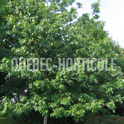 image de Acer rubrum 