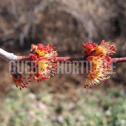 image de Acer rubrum 