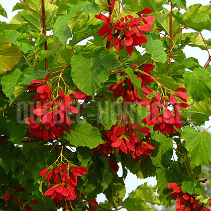 image de Acer tataricum Hot Wings