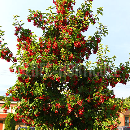 image de Acer tataricum Hot Wings