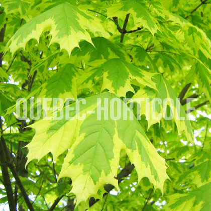 image de Acer platanoides Drummondii