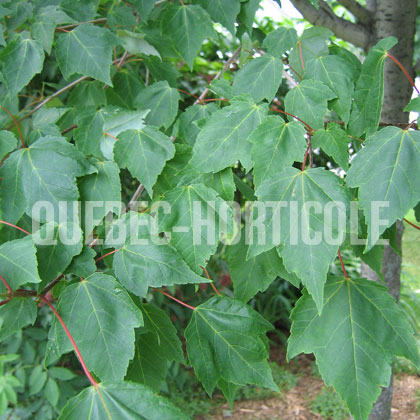 image de Acer rubrum Northwood