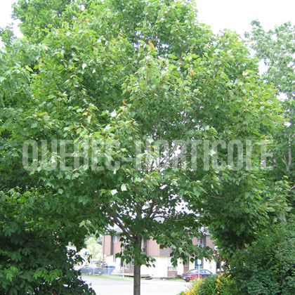 image de Acer rubrum Northwood