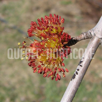 image de Acer rubrum Northwood