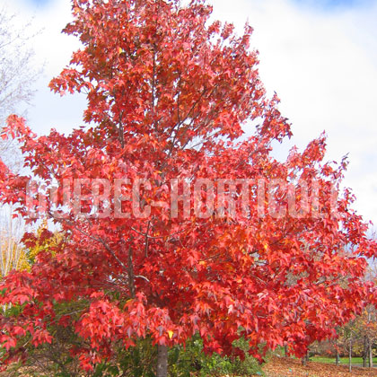 image de Acer rubrum Northwood