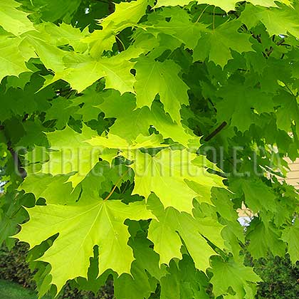 image de Acer platanoides Princeton Gold