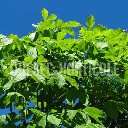 image de Aesculus carnea Fort McNair