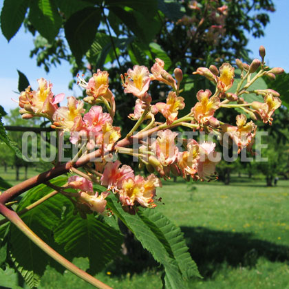 image de Aesculus carnea Briottii