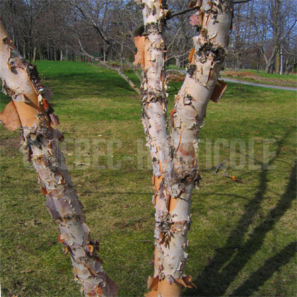 image de Betula nigra Heritage