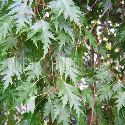 image de Betula pendula Laciniata