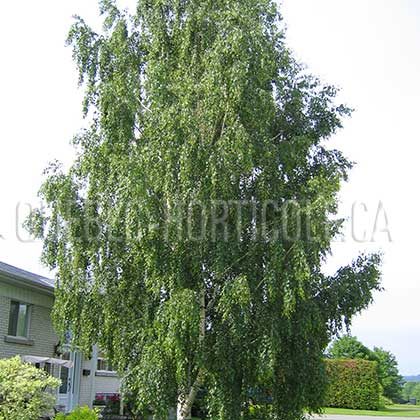 image de Betula pendula Laciniata