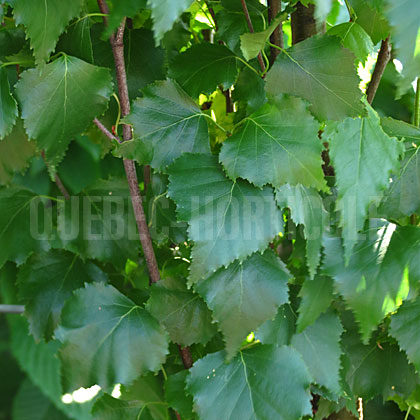 image de Betula platyphylla Parkland Pillar