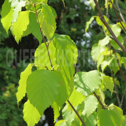 image de Betula papyrifera Renaissance Reflection