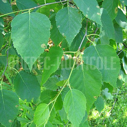 image de Betula alleghaniensis 