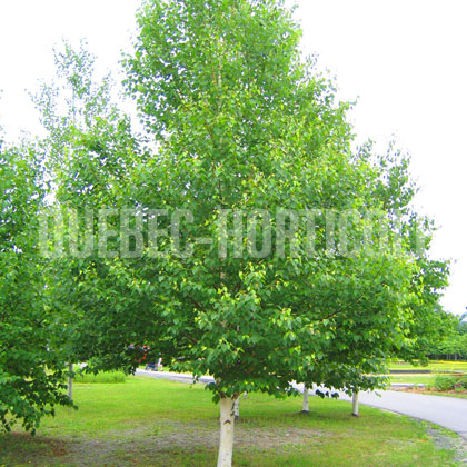 image de Betula papyrifera 