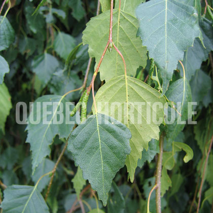 image de Betula pendula Youngii