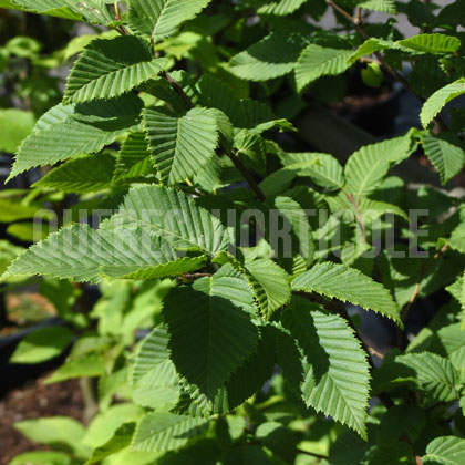 image de Carpinus betulus Frans Fontaine