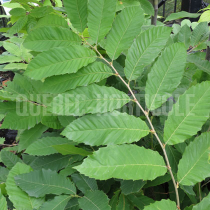 image de Castanea mollissima 