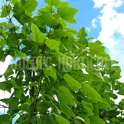 image de Catalpa speciosa 