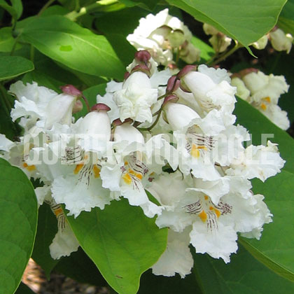 image de Catalpa speciosa 