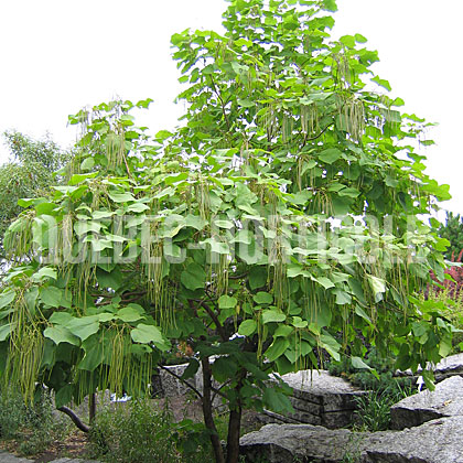 image de Catalpa speciosa 