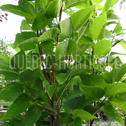 image de Celtis occidentalis Prairie Sentinel