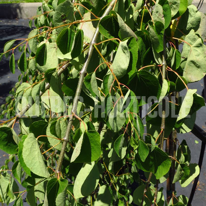 image de Cercidiphyllum japonicum Morioka Weeping