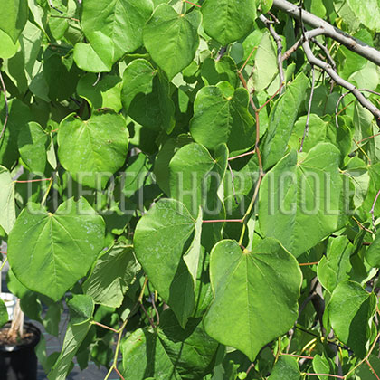 image de Cercis canadensis Lavender Twist  (Covey)