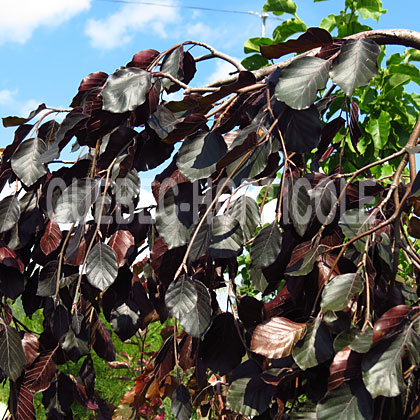 image de Fagus sylvatica Purple Fountain