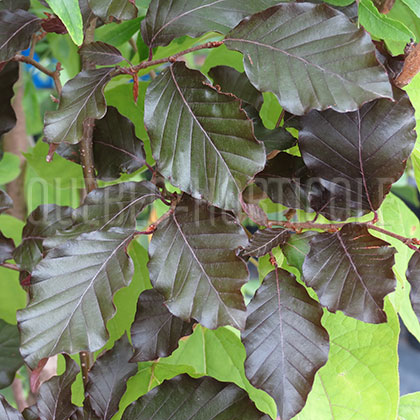 image de Fagus sylvatica f. purpurea 