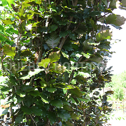 image de Fagus sylvatica Red Obelisk