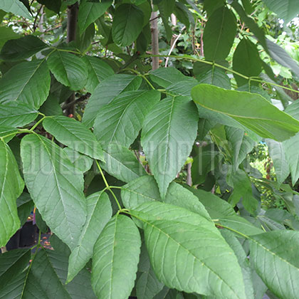 image de Fraxinus americana 'Junginger' ou Autumn Purple