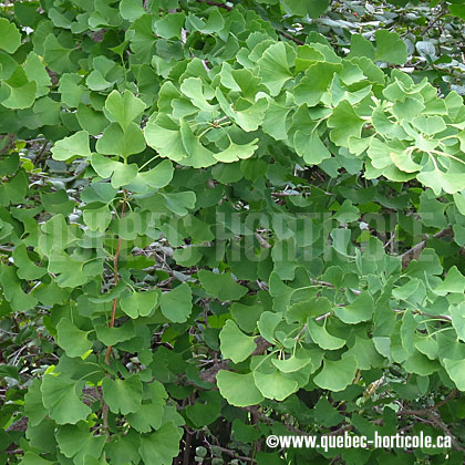 image de Ginkgo biloba Pendula