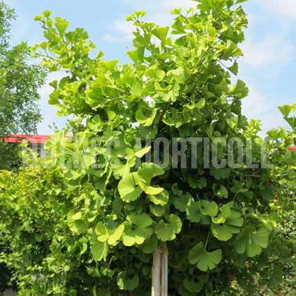 image de Ginkgo biloba (sur tige) Mariken