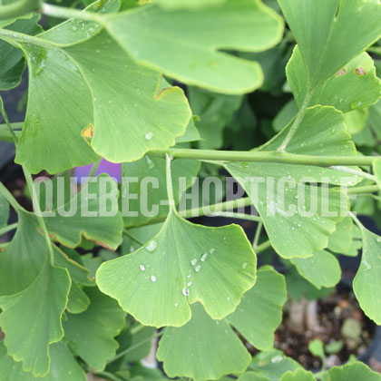 image de Ginkgo biloba Princeton Sentry