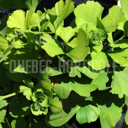 image de Ginkgo biloba (sur tige) Troll