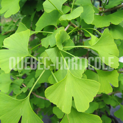 image de Ginkgo biloba 