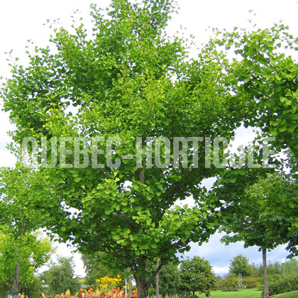 image de Ginkgo biloba 