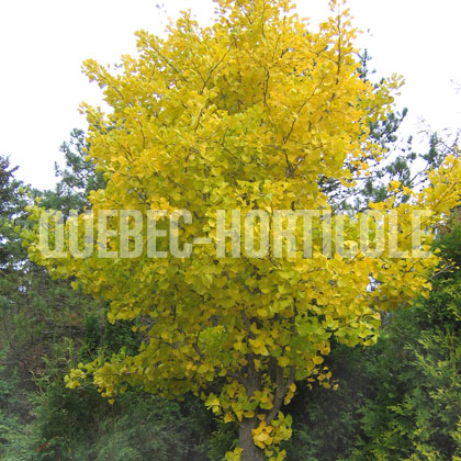 image de Ginkgo biloba 