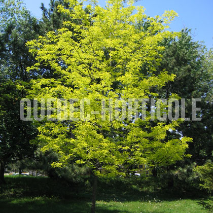 image de Gleditsia Sunburst