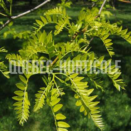 image de Gleditsia Sunburst