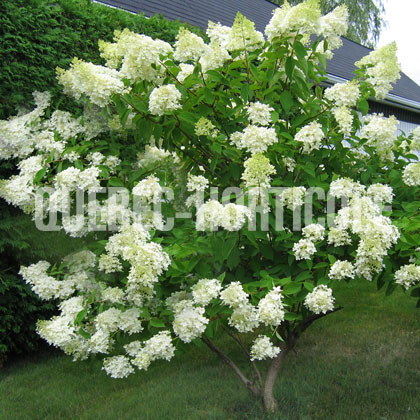 image de Hydrangea paniculata Grandiflora