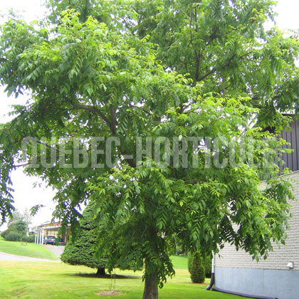 image de Juglans cinerea 