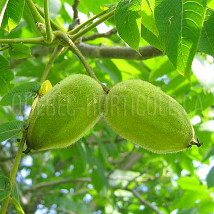 image de Juglans cinerea 